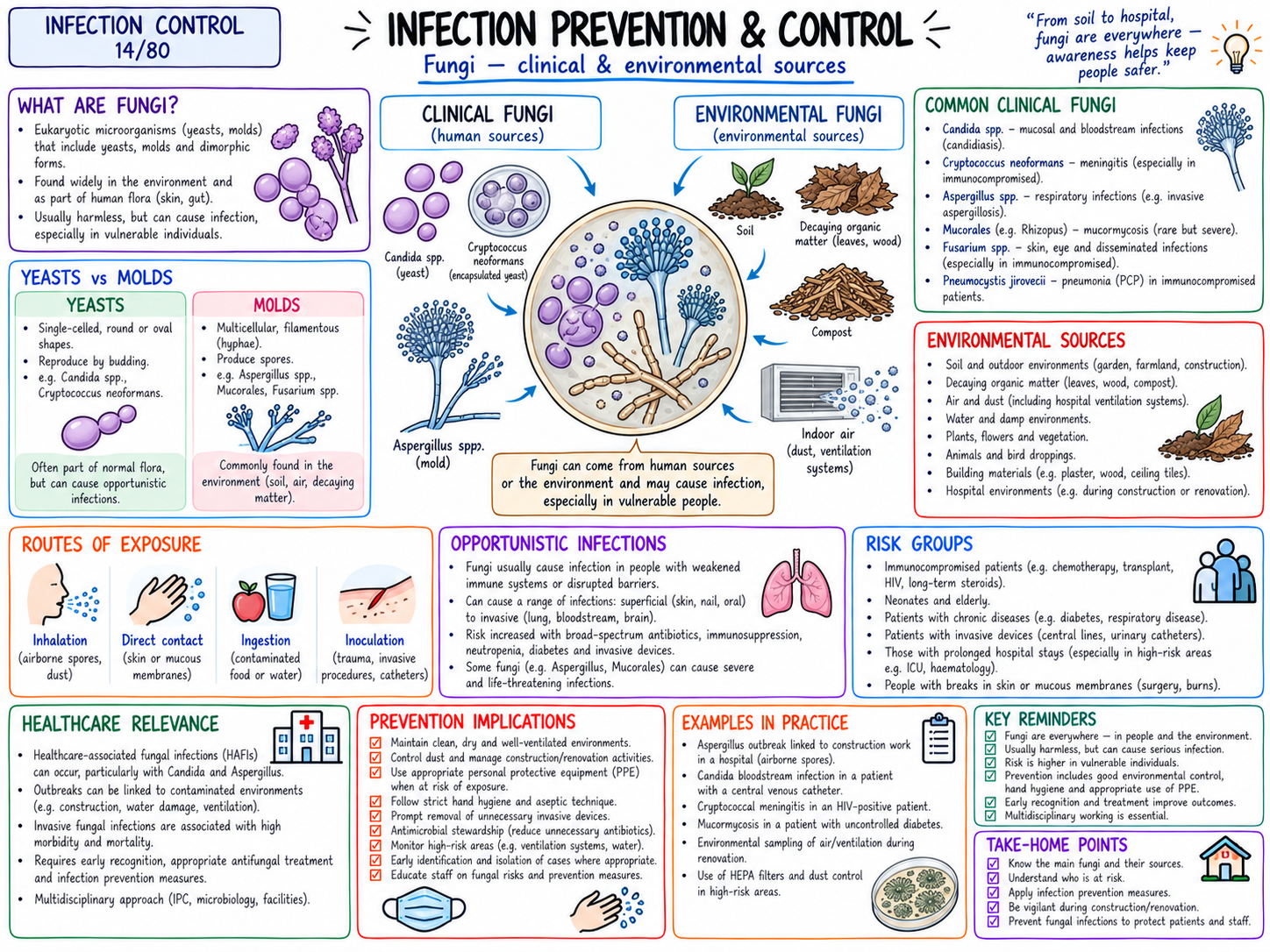 Fungi โ Clinical & Environmental Sources (14/80)